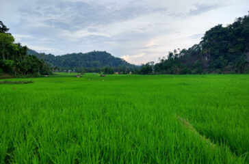 sawah_mts_sungai_patai_sungayang