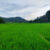 sawah_mts_sungai_patai_sungayang