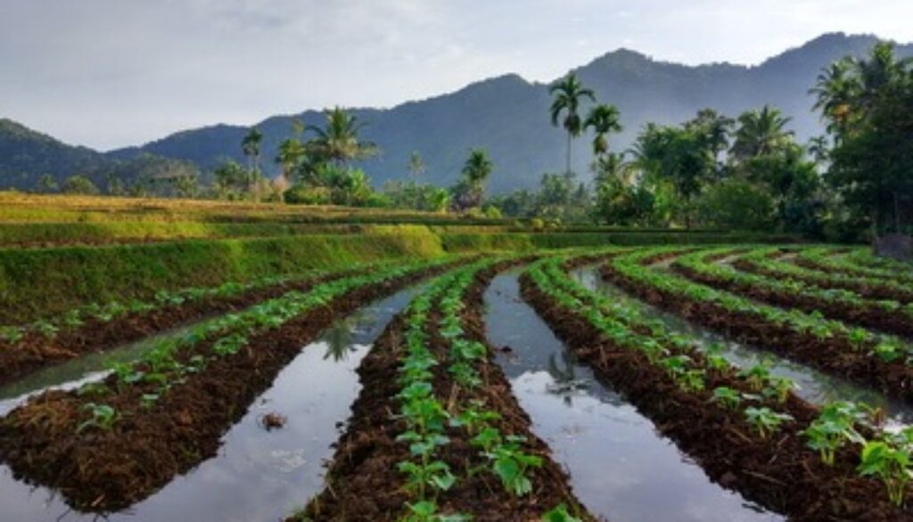 sawah_sungai_patai_sungayang
