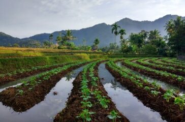 sawah_sungai_patai_sungayang
