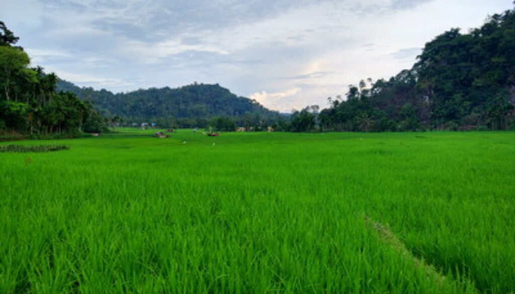 sawah_mts_sungai_patai_sungayang
