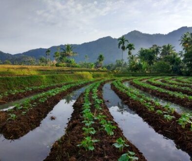 sawah_sungai_patai_sungayang