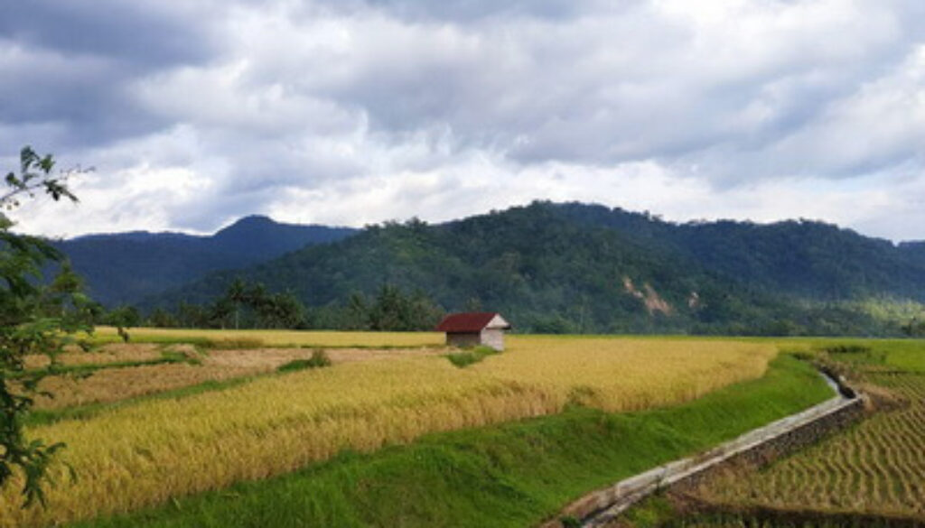 Sawah_Sumatera_Barat