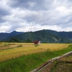 Sawah_Sumatera_Barat