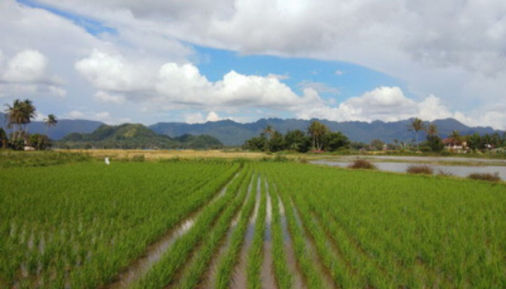 sawah_batusangkar