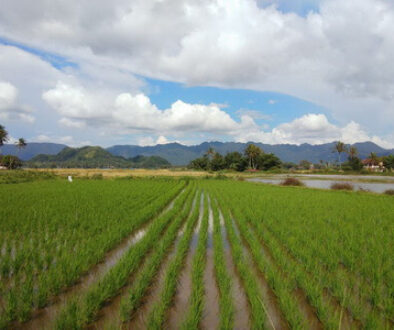 sawah_batusangkar