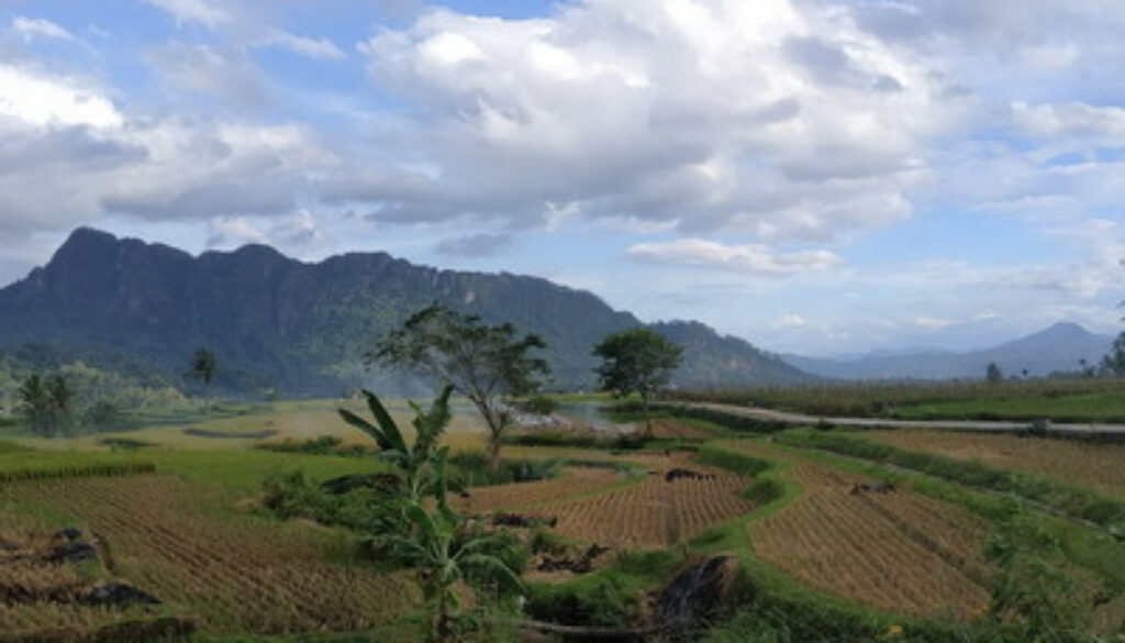 sawah_batusangkar_2