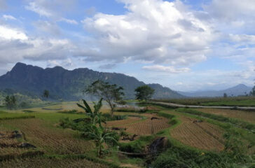 sawah_batusangkar_2