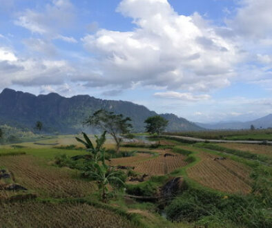 sawah_batusangkar_2