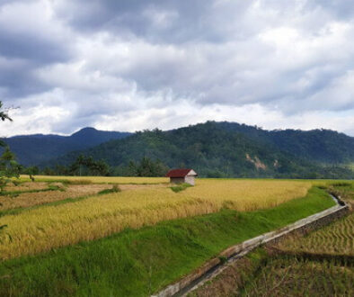 Sawah_Sumatera_Barat