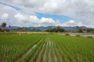 sawah_batusangkar