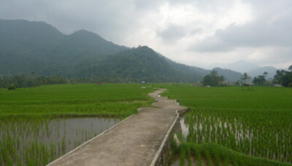 sawah_sungai_patai_sungayang_batusangkar