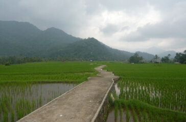 sawah_sungai_patai_sungayang_batusangkar