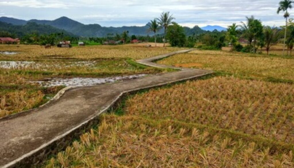 sawah_sungai_patai