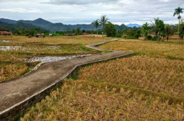 sawah_sungai_patai