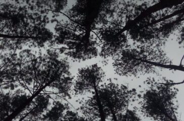 pexels-delilah-eleanor-10465558